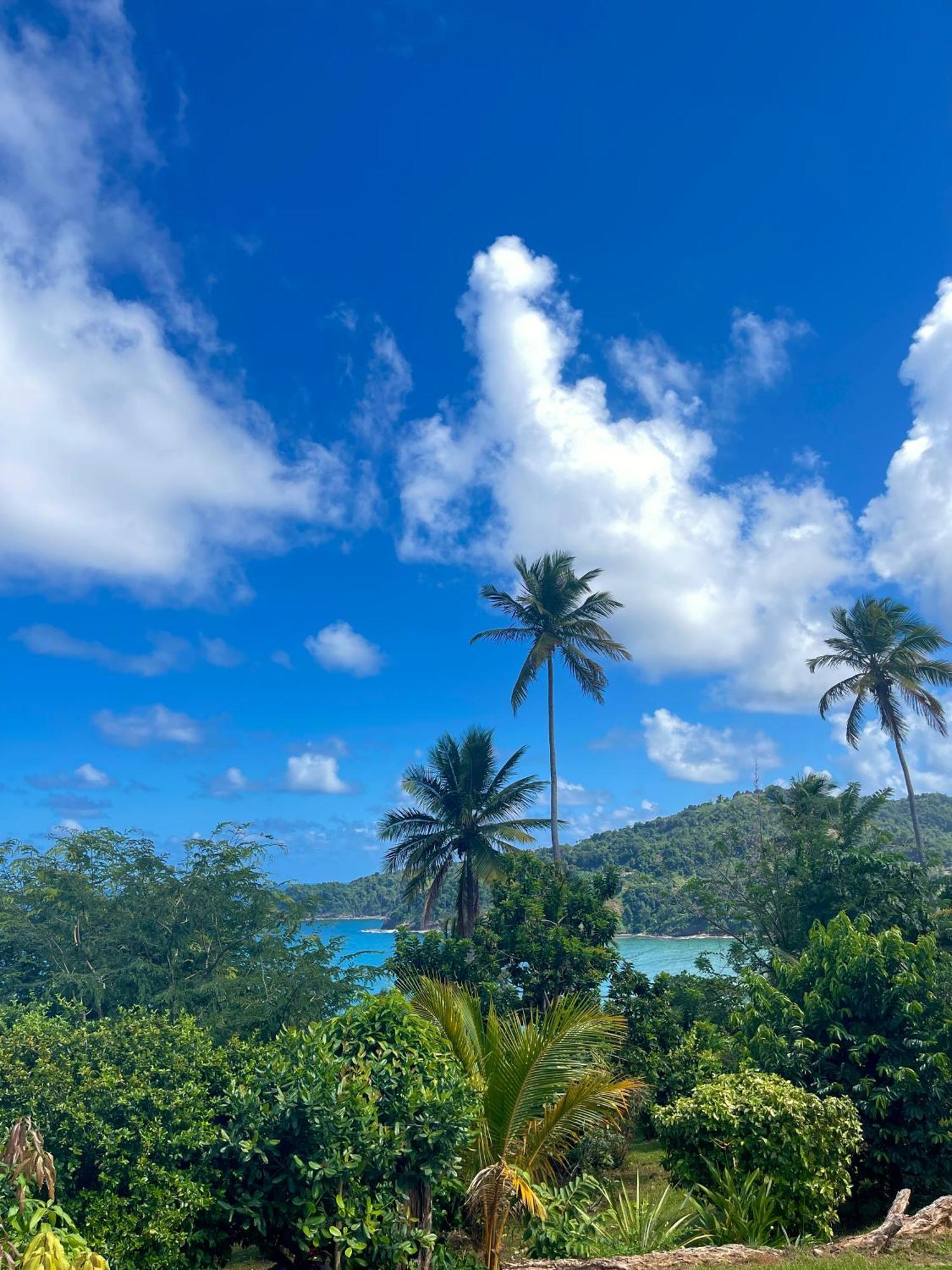 Happy Nest Dominica Hotel Marigot Екстериор снимка